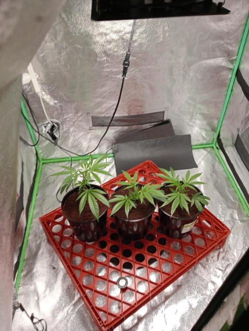 Grandaddy purple canna nutrients hps. Week 1