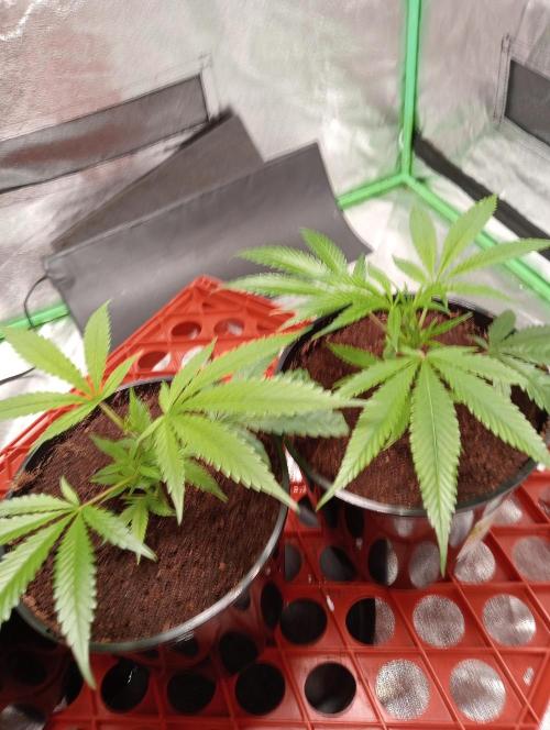 Grandaddy purple canna nutrients hps. Week 1