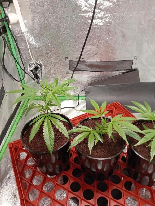 Grandaddy purple canna nutrients hps. Week 1