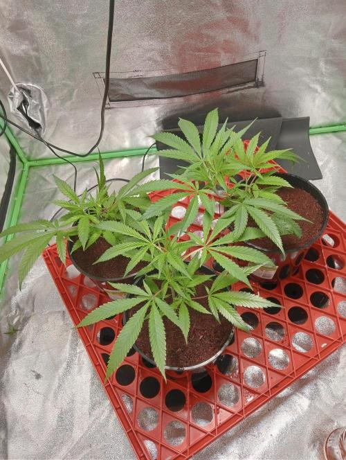Grandaddy purple canna nutrients hps. Week 4 - Lux20,000. This week raising ppm to 560. 