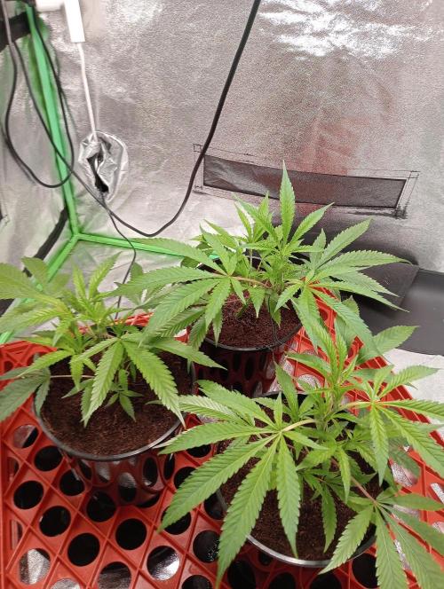 Grandaddy purple canna nutrients hps. Week 4 - Topped one of them .lst bent tallest one over 