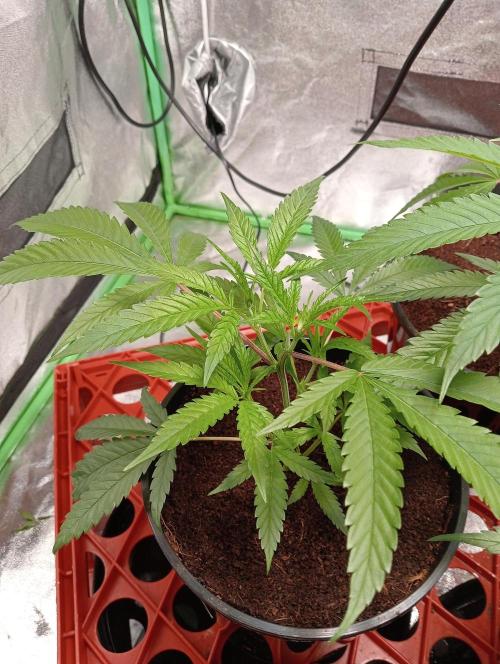 Grandaddy purple canna nutrients hps. Week 4 - Wil keep one as my new mother . 