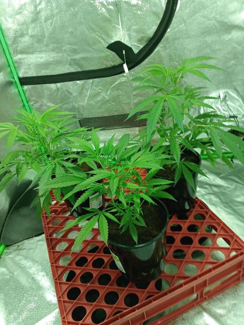 Grandaddy purple canna nutrients hps. Week 5 - 600ppm