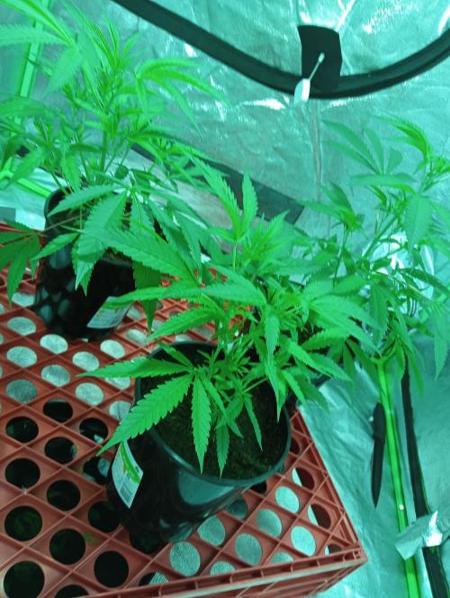 Grandaddy purple canna nutrients hps. Week 5
