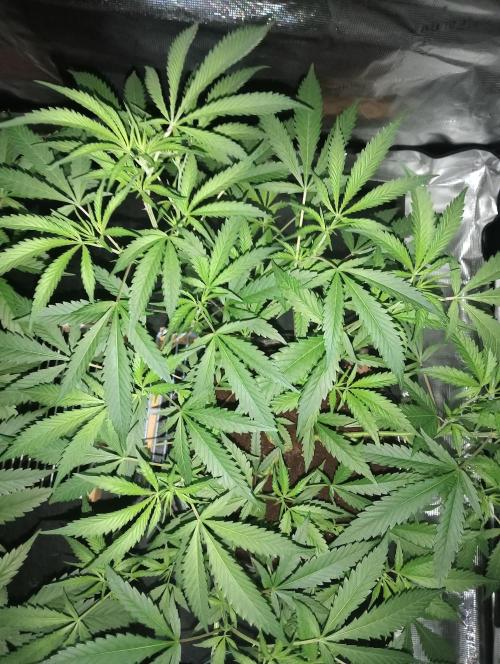 Grandaddy purple canna nutrients hps. Week 6
