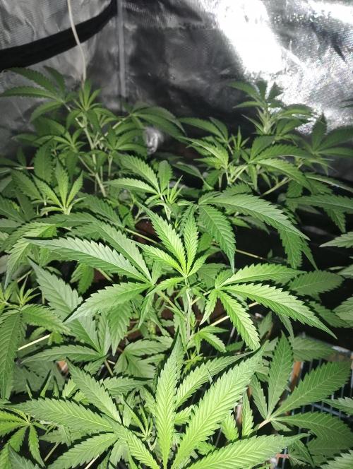 Grandaddy purple canna nutrients hps. Week 6