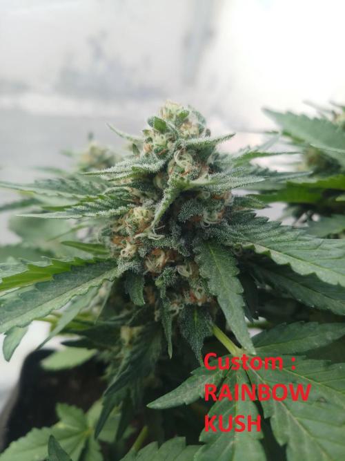 Outdoor Multiple Genetics. Week 5