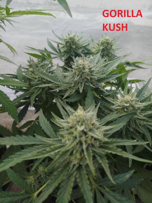 Outdoor Multiple Genetics. Week 5