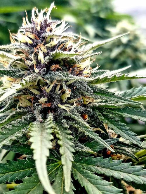 Outdoor Multiple Genetics. Week 5