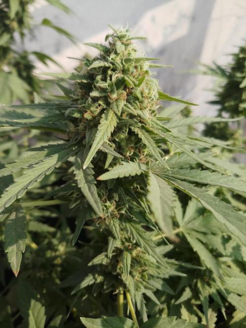 Outdoor Multiple Genetics. Week 8