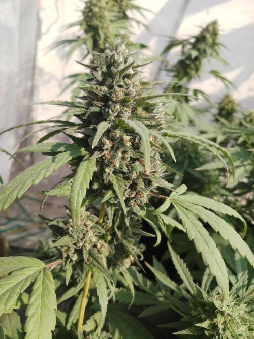 Outdoor Multiple Genetics. Week 8