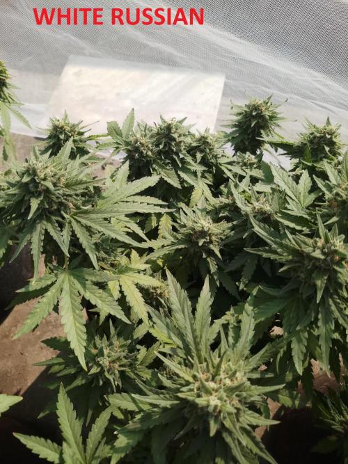 Outdoor Multiple Genetics. Week 8