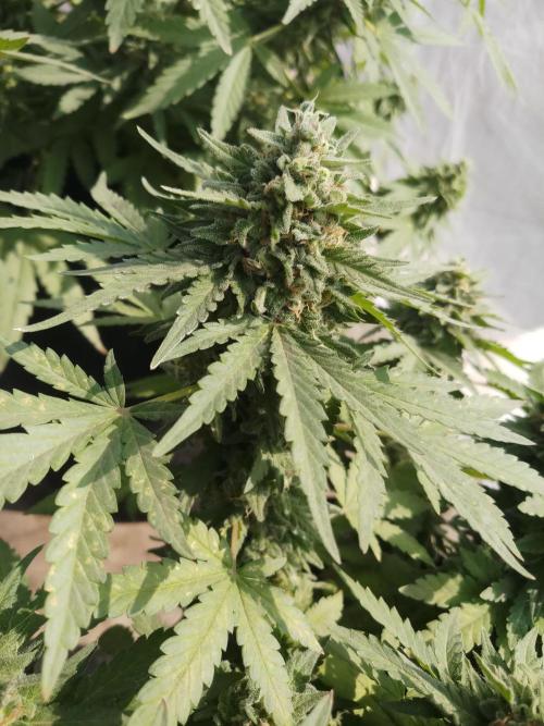 Outdoor Multiple Genetics. Week 8