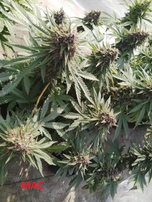 Outdoor Multiple Genetics. Week 8