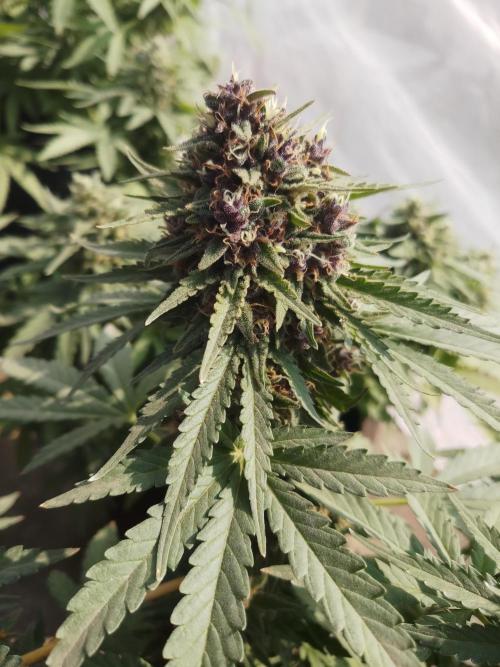 Outdoor Multiple Genetics. Week 8