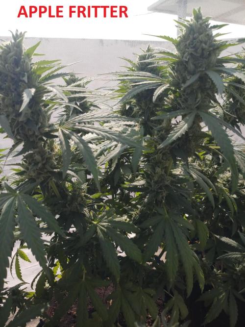 Outdoor Multiple Genetics. Week 8