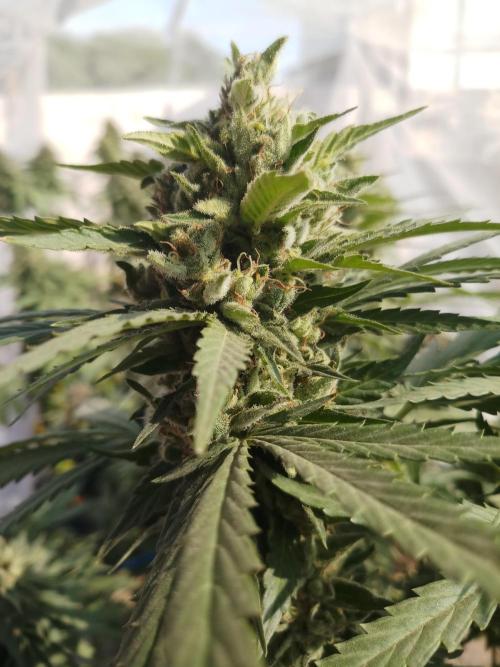 Outdoor Multiple Genetics. Week 8