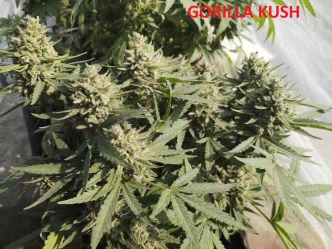 Outdoor Multiple Genetics. Week 8