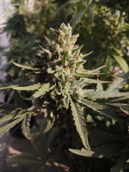 Outdoor Multiple Genetics. Week 8
