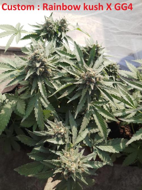 Outdoor Multiple Genetics. Week 8