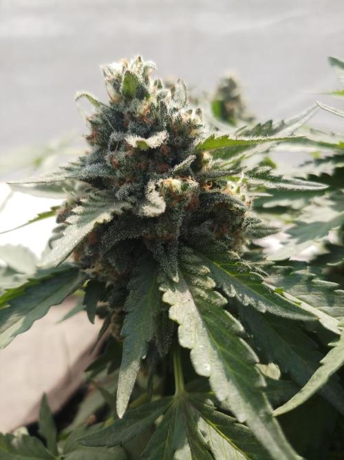 Outdoor Multiple Genetics. Week 8