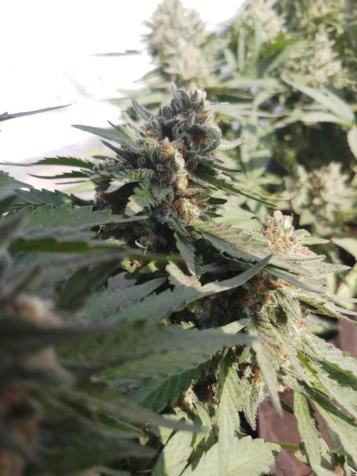 Outdoor Multiple Genetics. Week 8