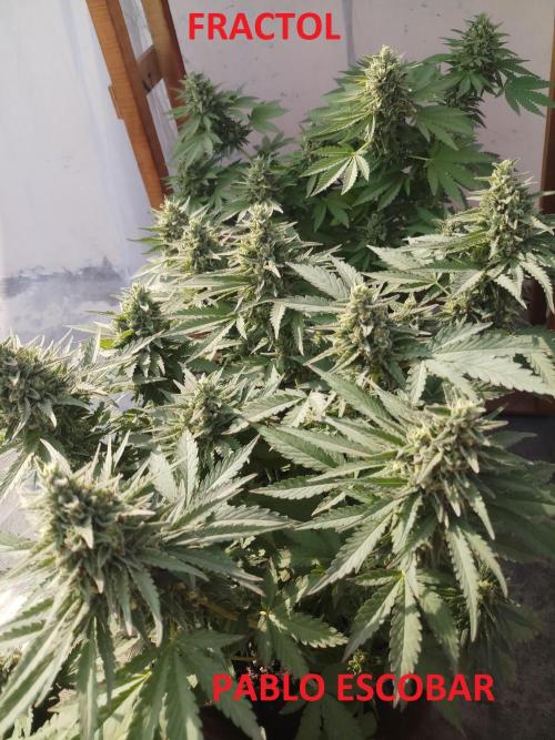 Outdoor Multiple Genetics. Week 8