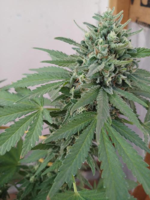 Outdoor Multiple Genetics. Week 8