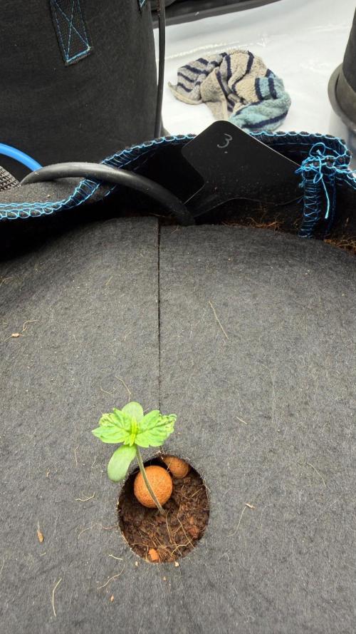 First AC Infinity grow. Week 1 - Fat