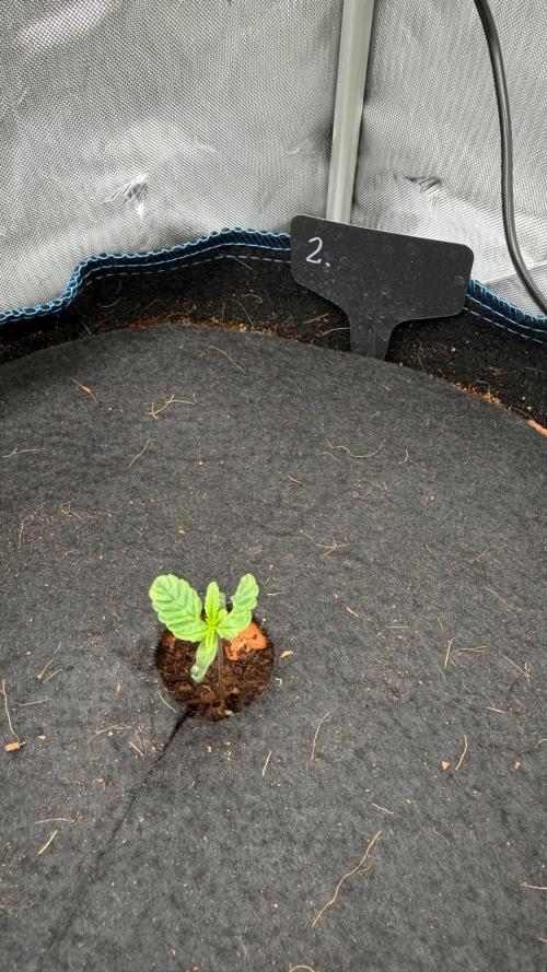 First AC Infinity grow. Week 1 - Pineaple