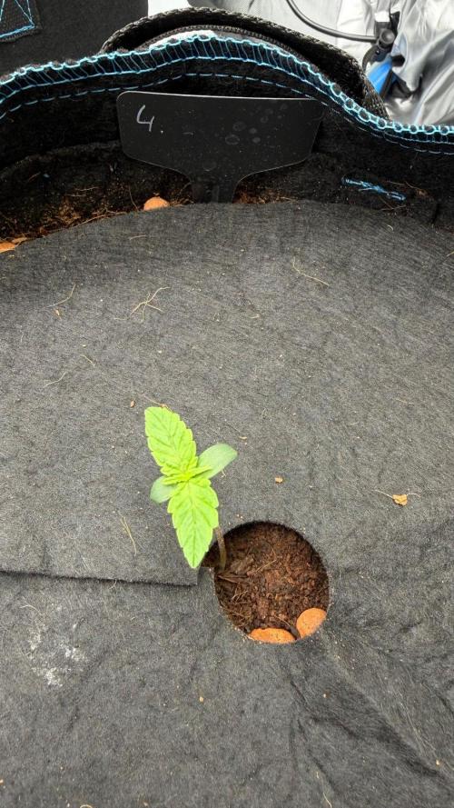 First AC Infinity grow. Week 1 - Mimosa