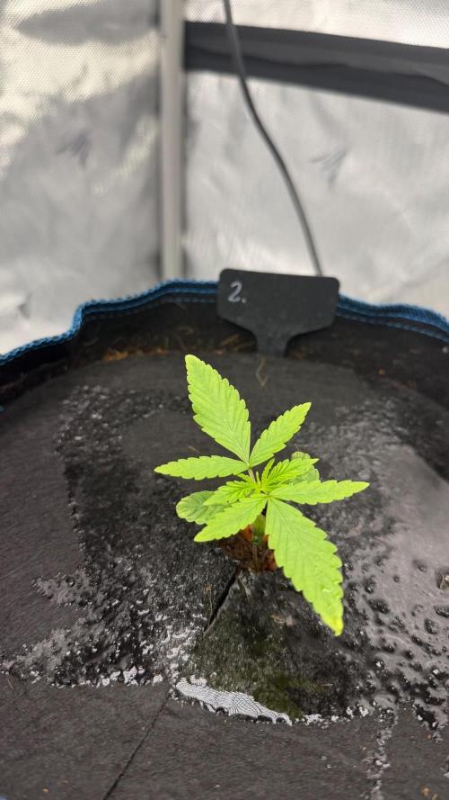 First AC Infinity grow. Week 2