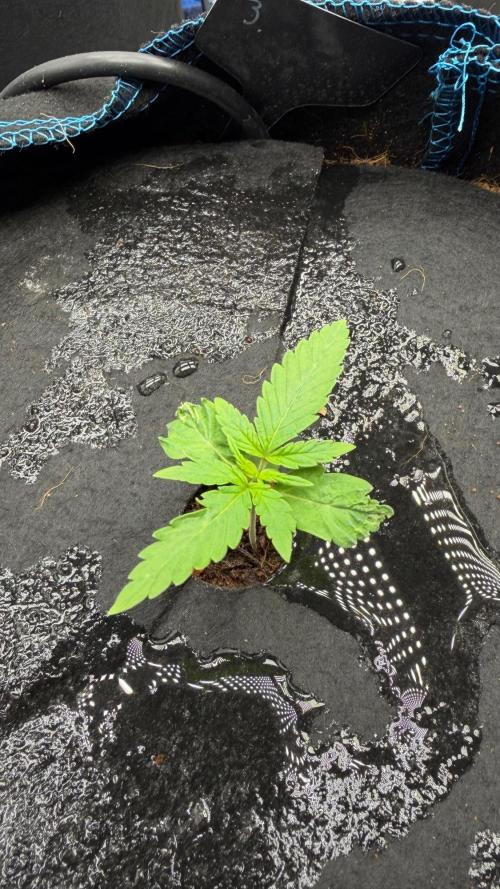 First AC Infinity grow. Week 2