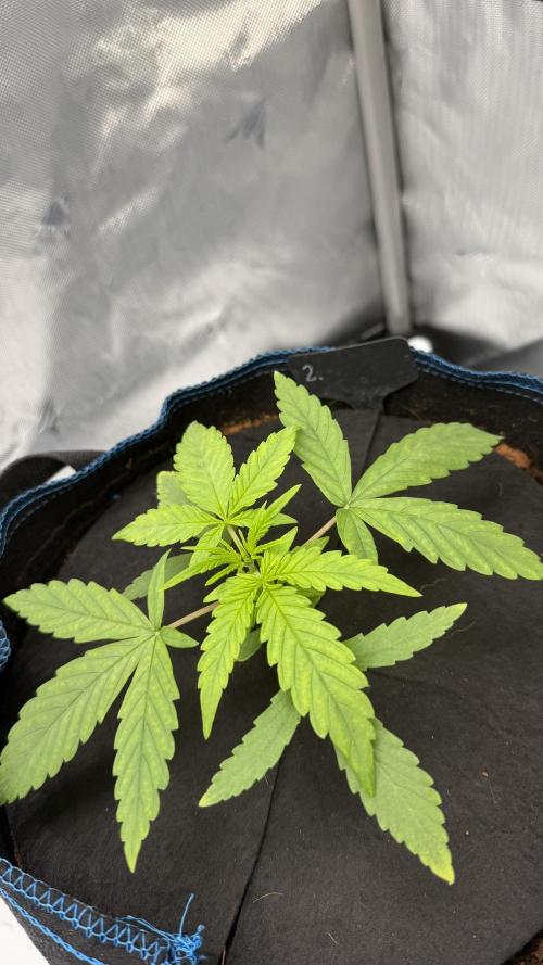 First AC Infinity grow. Week 3