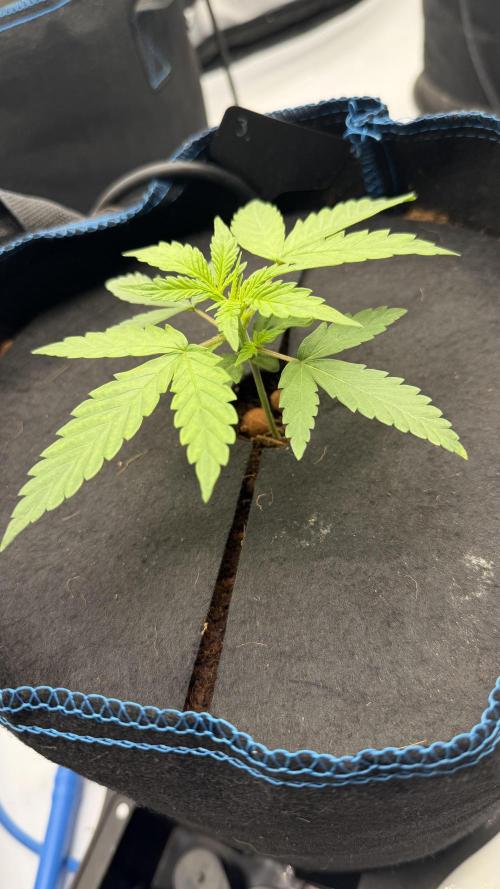 First AC Infinity grow. Week 3