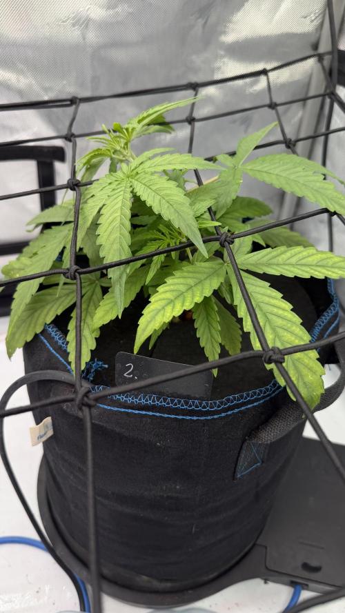 First AC Infinity grow. Week 4 - PE hat es besser weggesteckt