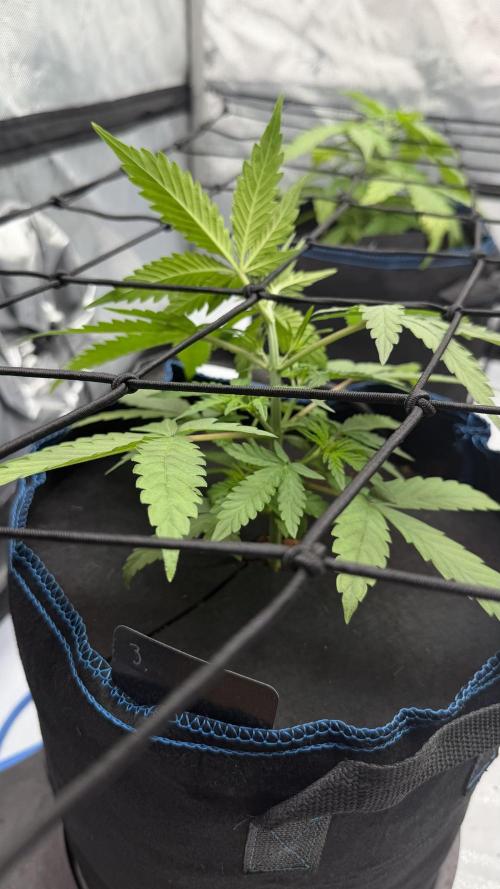 First AC Infinity grow. Week 4 - FB fühlt sich wohl