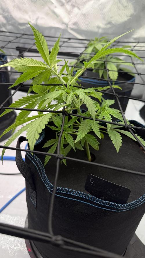 First AC Infinity grow. Week 4 - MC hat es auch gut weg gesteckt. Im Moment die größte.
