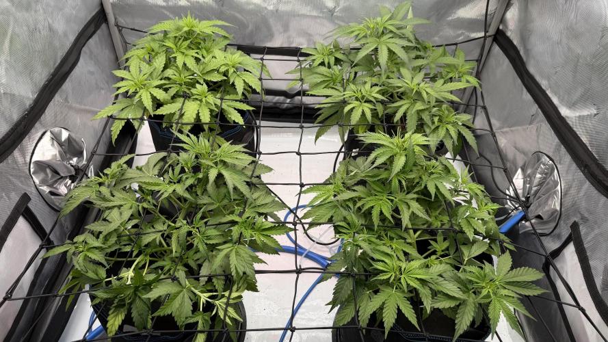 First AC Infinity grow. Week 5 - All 😍