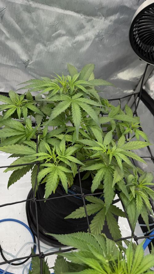 First AC Infinity grow. Week 5 - PE 