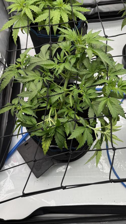 First AC Infinity grow. Week 5 - FB 