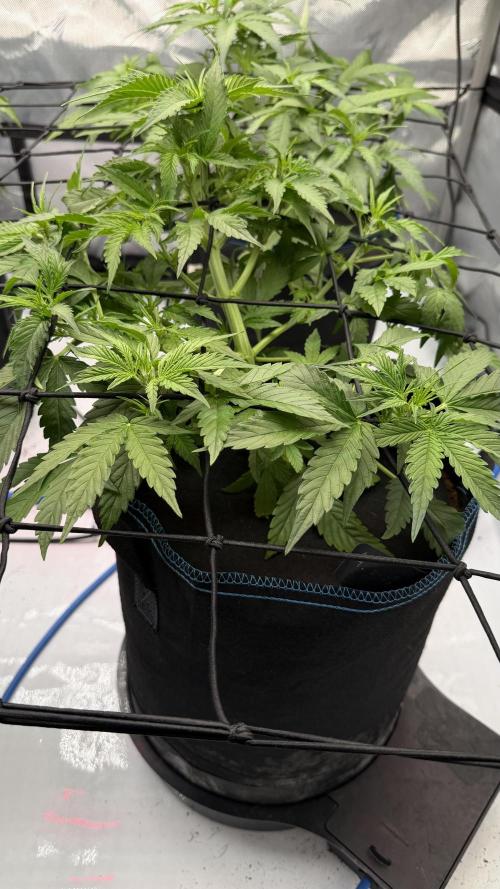 First AC Infinity grow. Week 5 - MC 