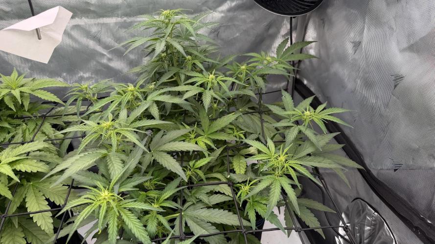 First AC Infinity grow. Week 6 - 2 PE