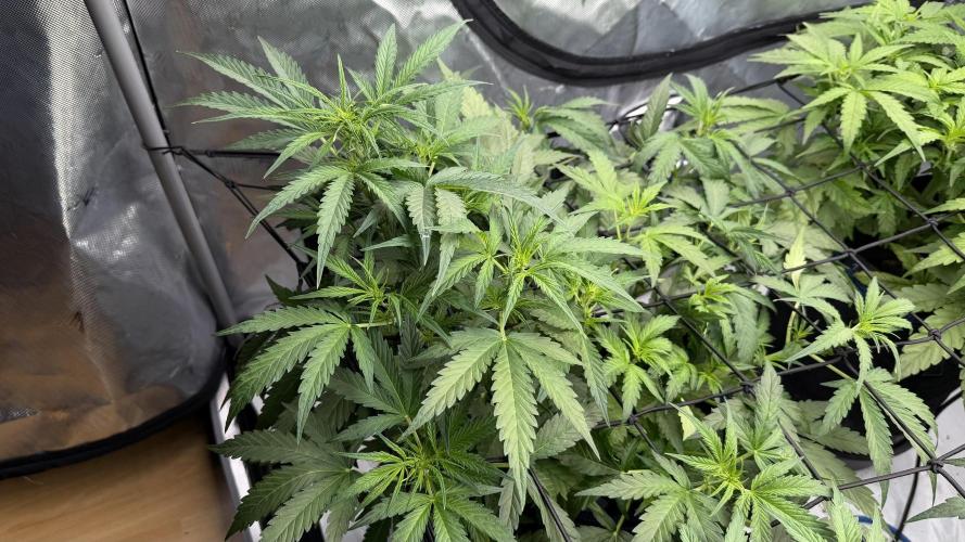 First AC Infinity grow. Week 6 - 3 FB