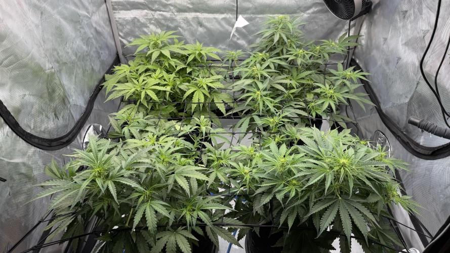 First AC Infinity grow. Week 6 - Alle