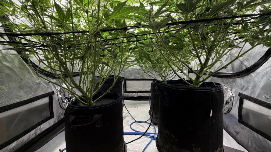 First AC Infinity grow. Week 7