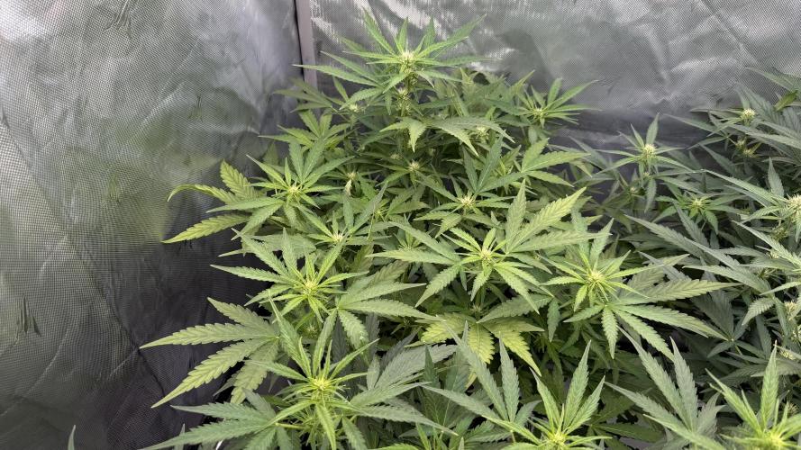First AC Infinity grow. Week 7 - 1 GZ