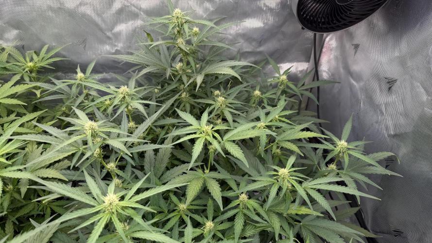 First AC Infinity grow. Week 7 - 2 PE