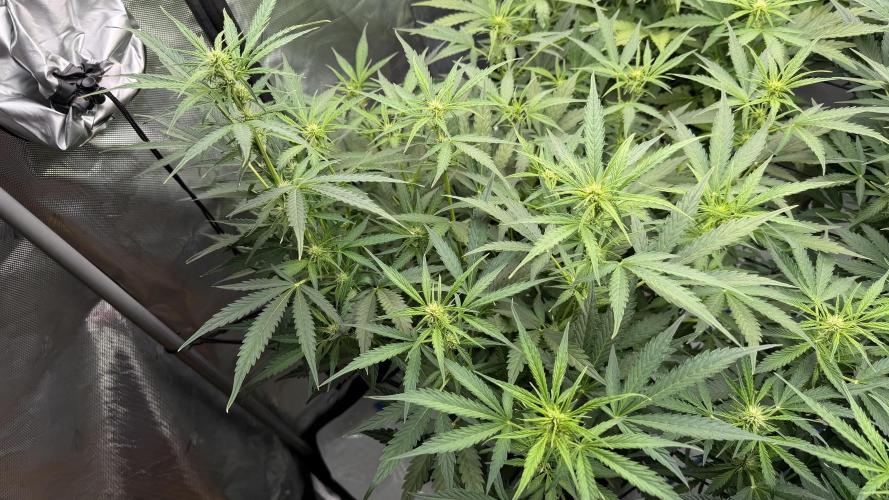 First AC Infinity grow. Week 7 - 3 FB
