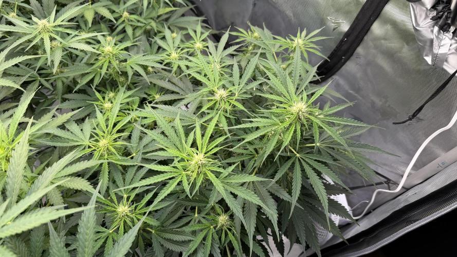 First AC Infinity grow. Week 7 - 4 MC